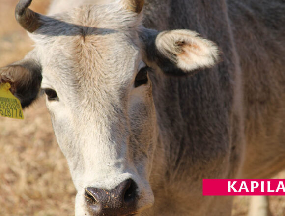 KAPILA