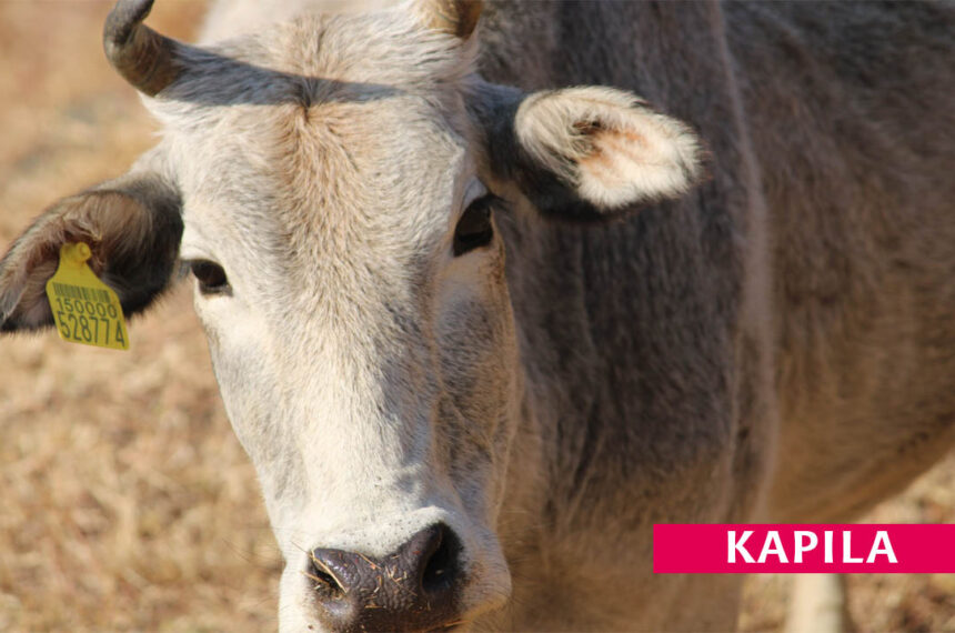 Kapila