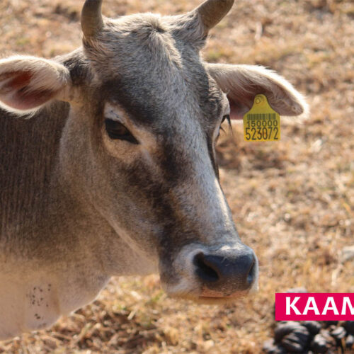 Kamdhenu
