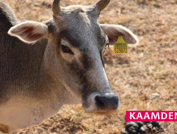 Kamdhenu