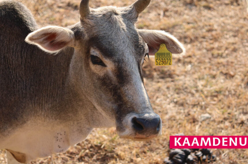 Kamdhenu