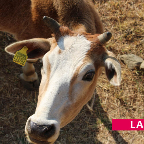 Laxmi