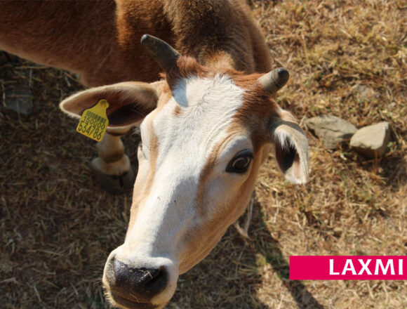 Laxmi