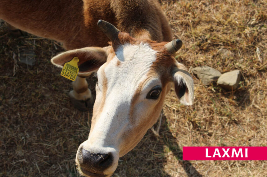 Laxmi