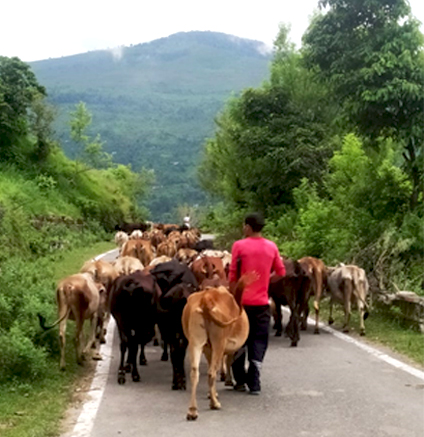 The Cow In Hinduism