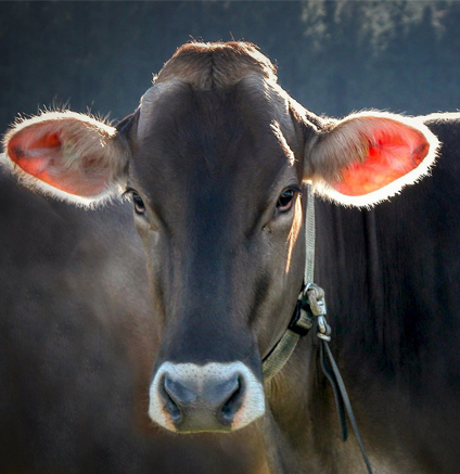 Place Of The Cow