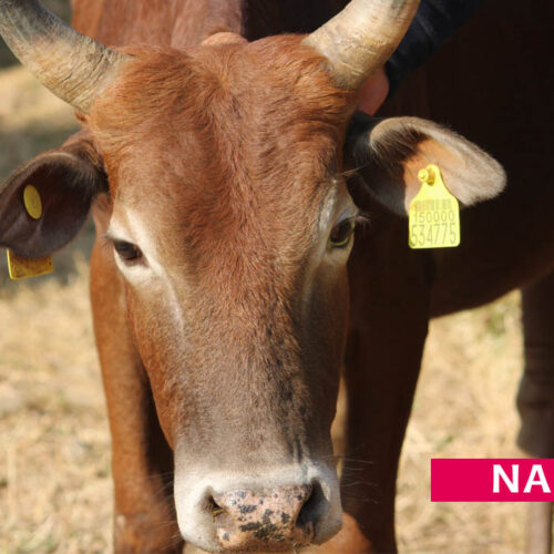 Nandu