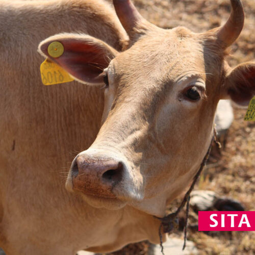 Sita