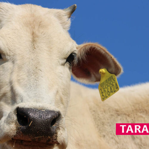 Tara