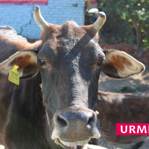 Urmila