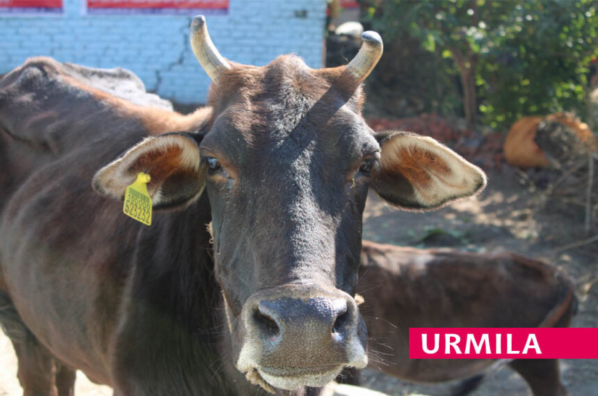Urmila